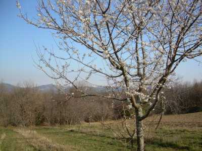 le verger en 
fleurs